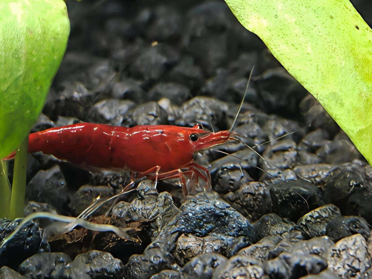 Bloody Mary Shrimp