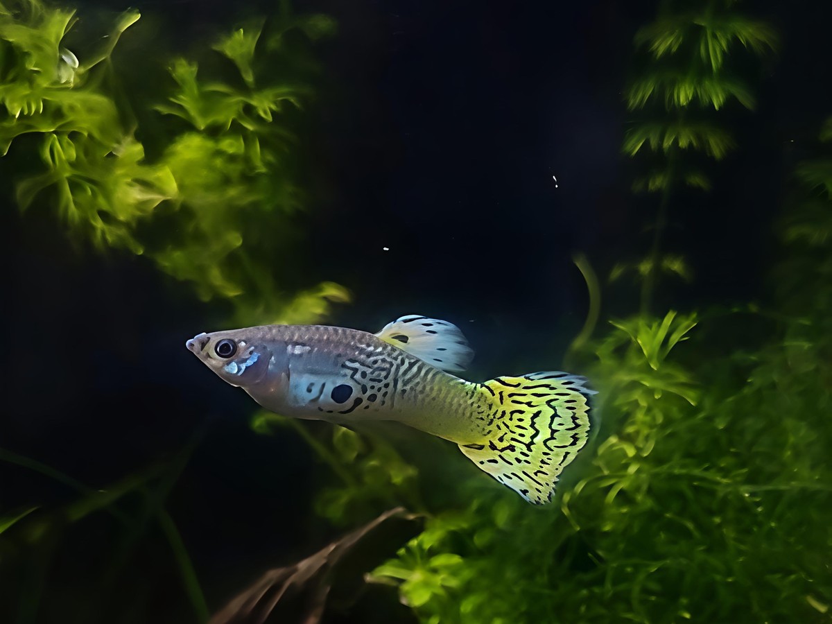 Green Cobra Guppy