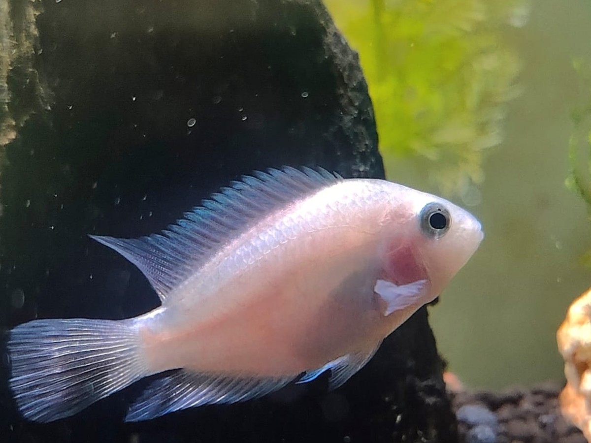 Platinum Polar Parrot Cichlid