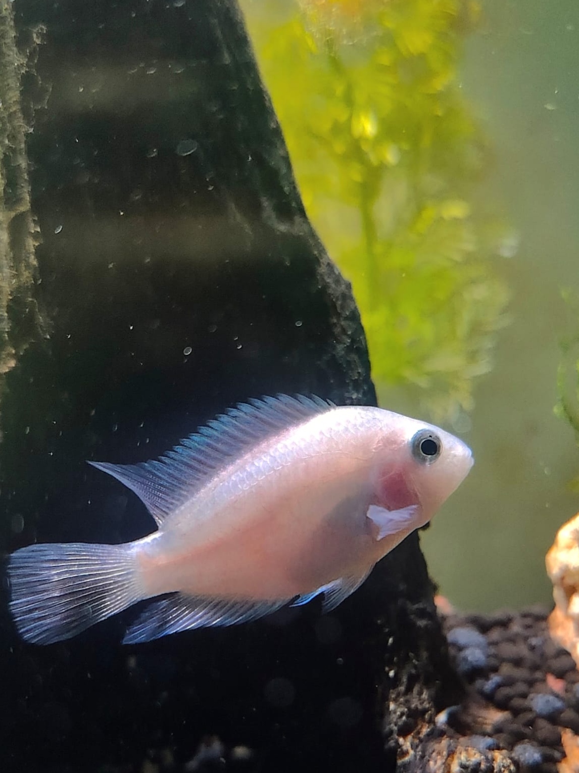 Platinum Polar Parrot Cichlid